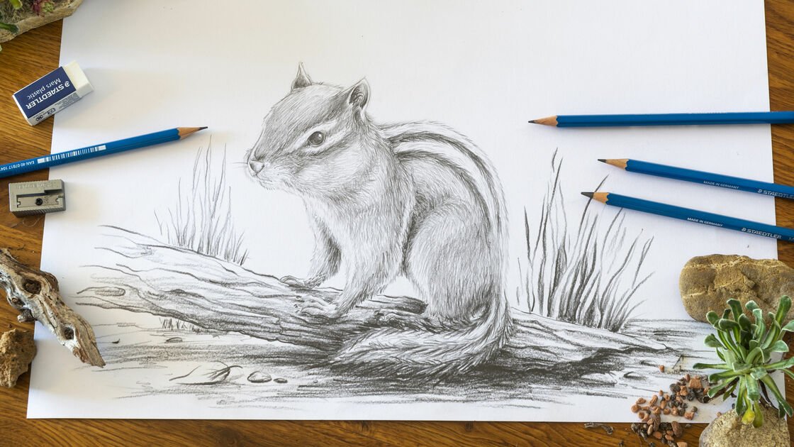 Streifenhörnchen mit Bleistift zeichnen
