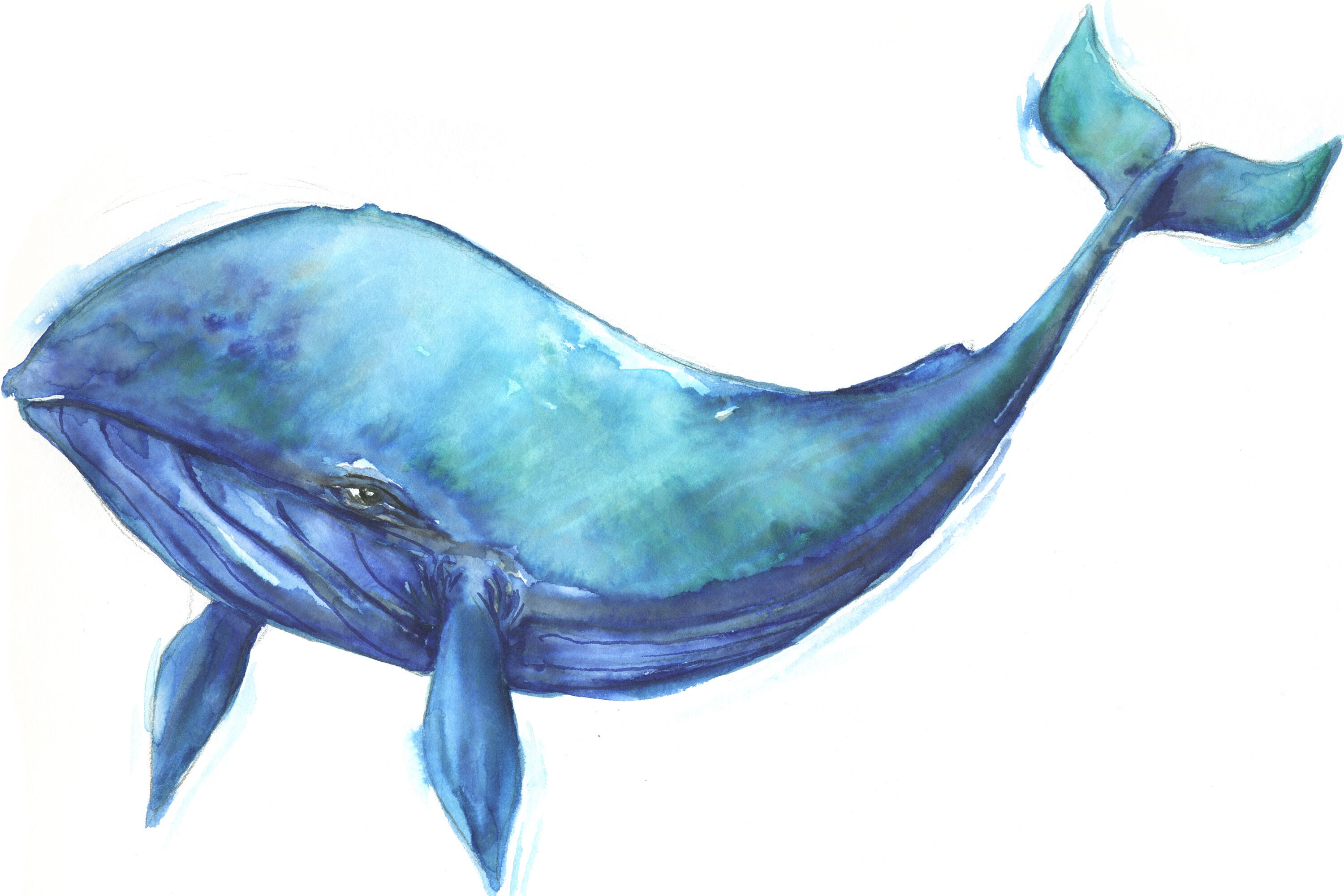 whale pencil drawing｜TikTok Search