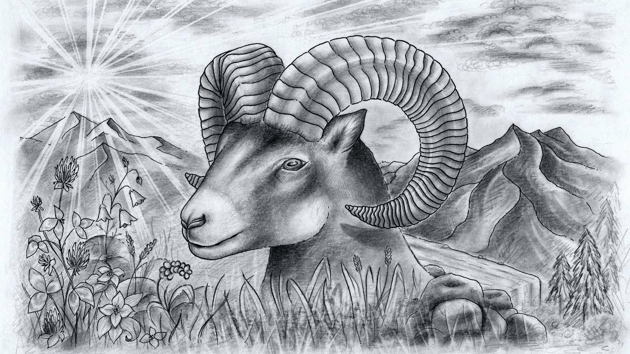 sheep black and white sketch