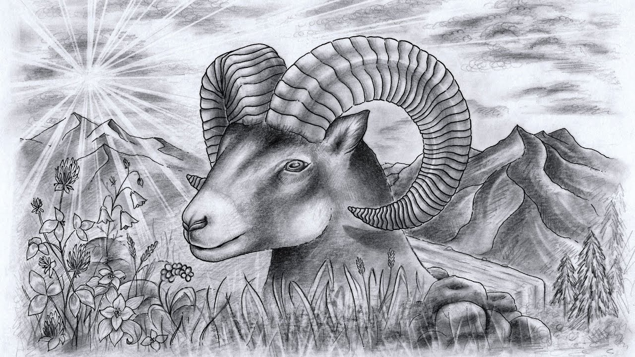 Drawing A Majestic Bighorn Sheep STAEDTLER Drawing A Majestic Bighorn Sheep STAEDTLER