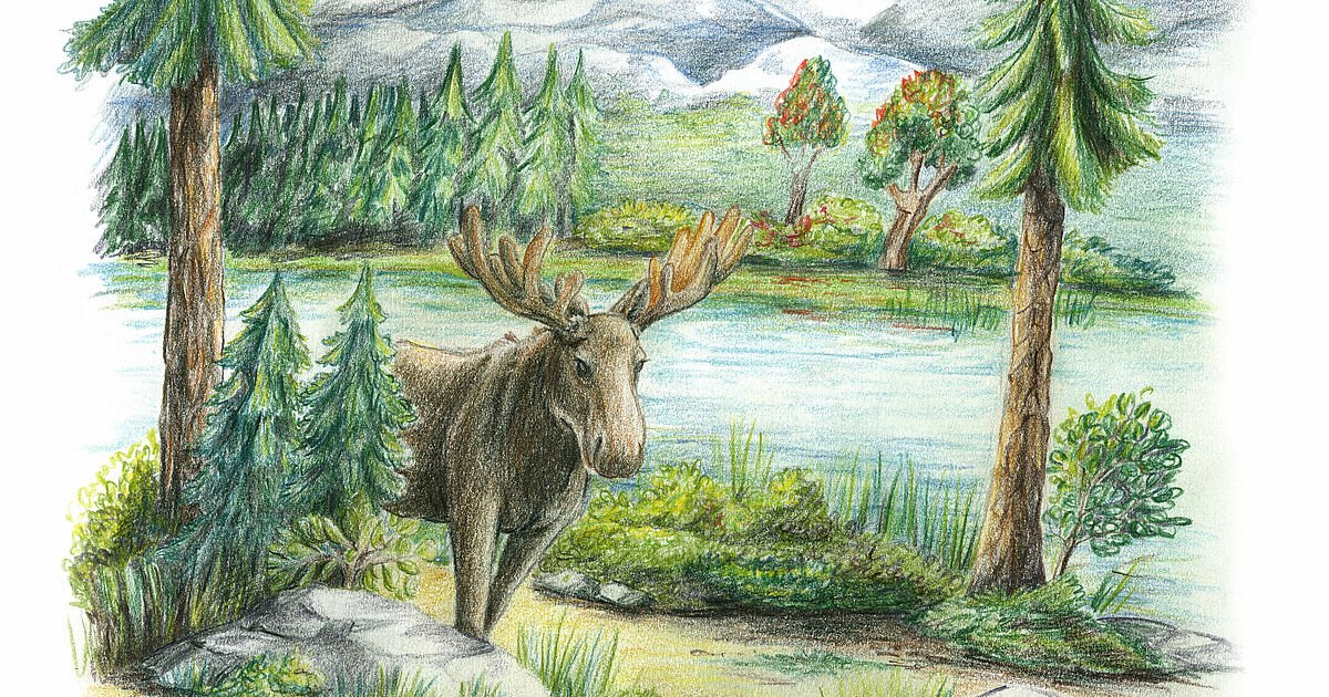 color pencil drawling of a Deer 🦌 : r/drawing
