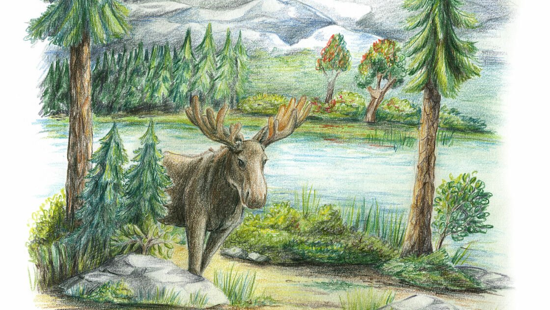 Drawing elk with pencils and coloured pencils