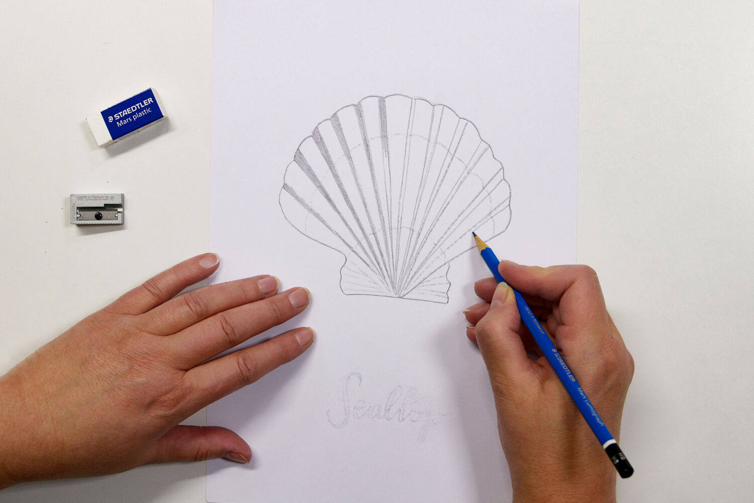 how to draw a shell