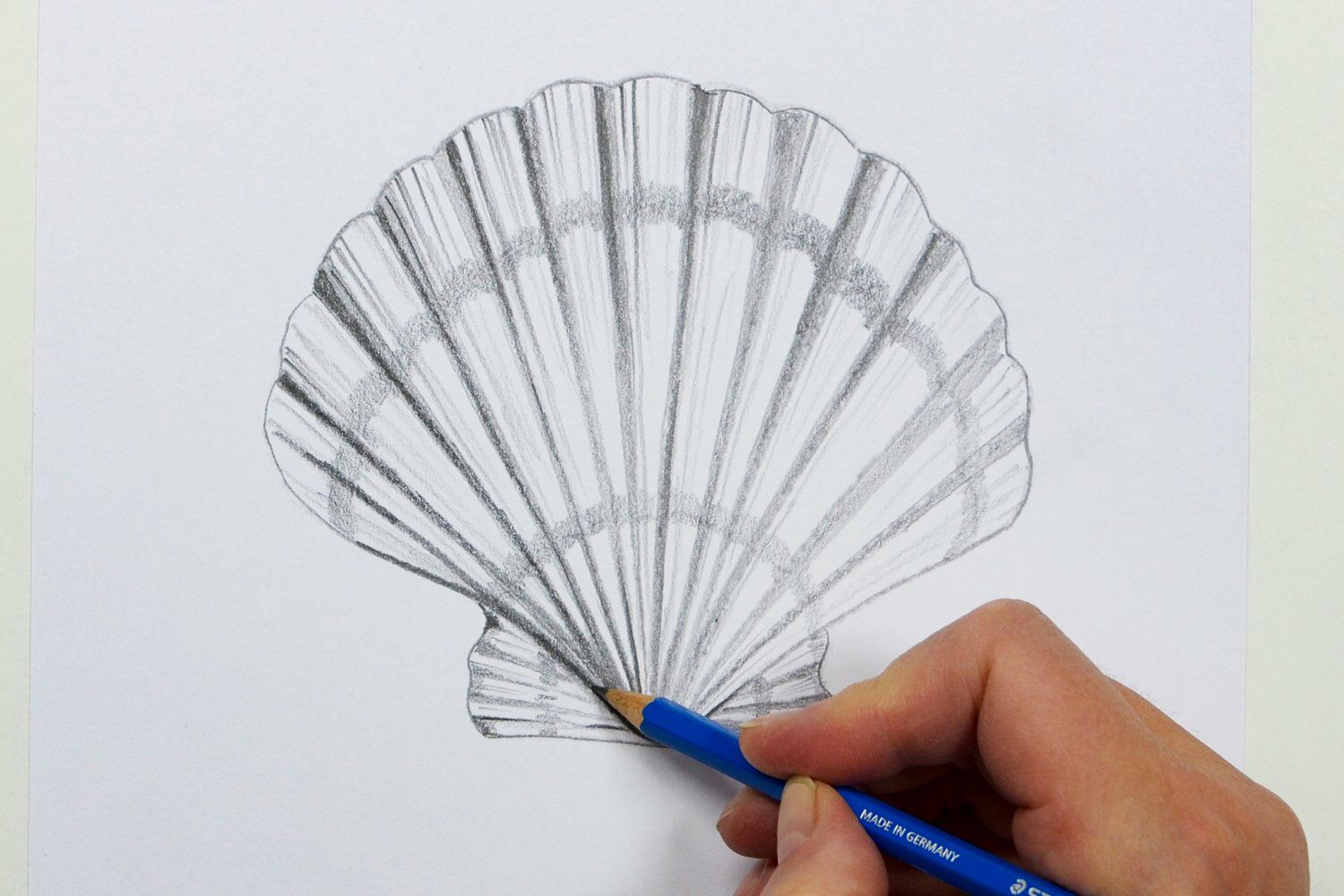DIY Sea shell drawings | STAEDTLER