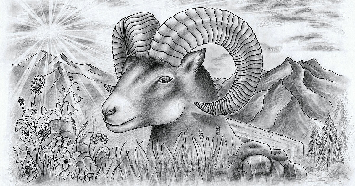 Drawing a majestic bighorn sheep STAEDTLER