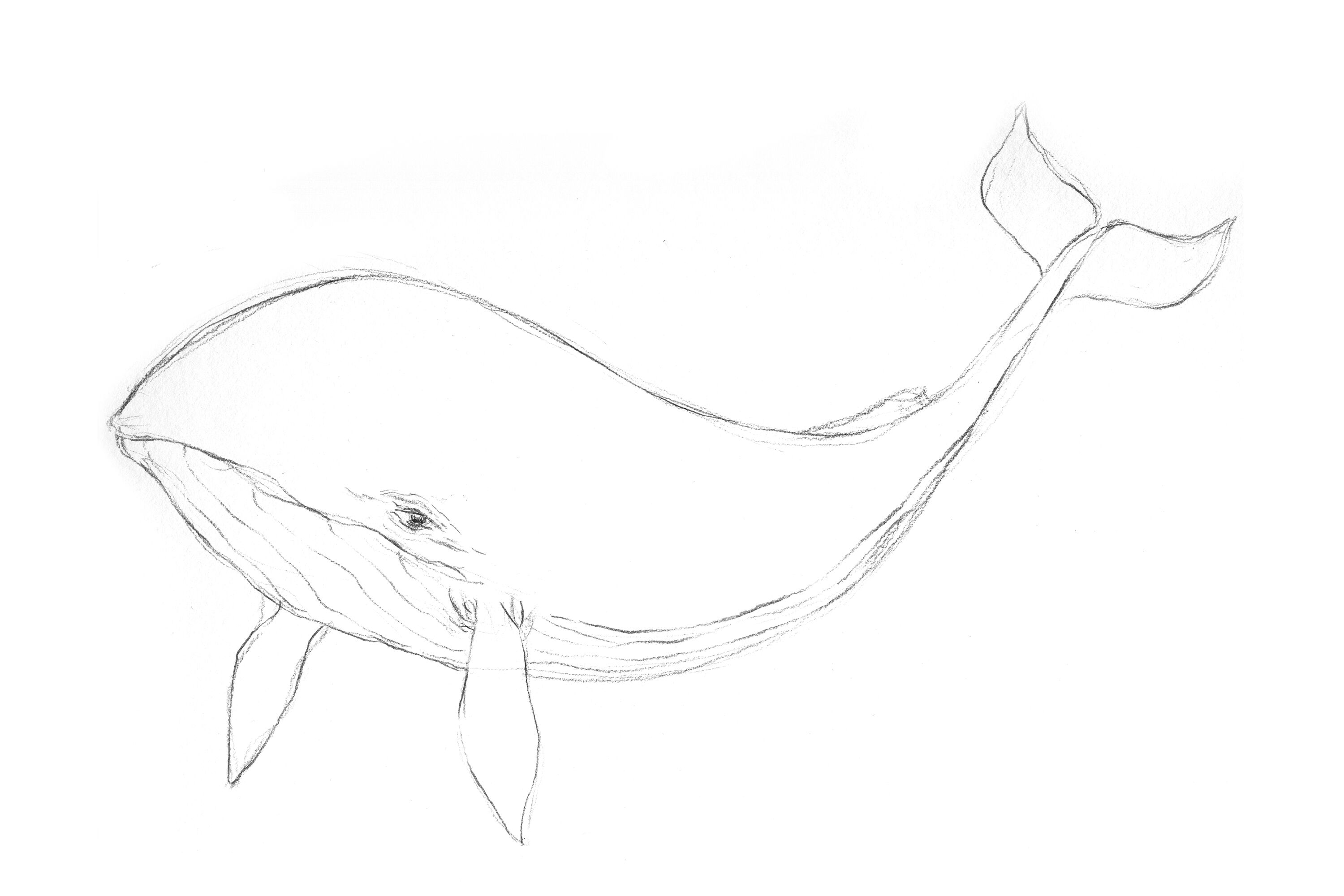 Watercolour brush pen whale