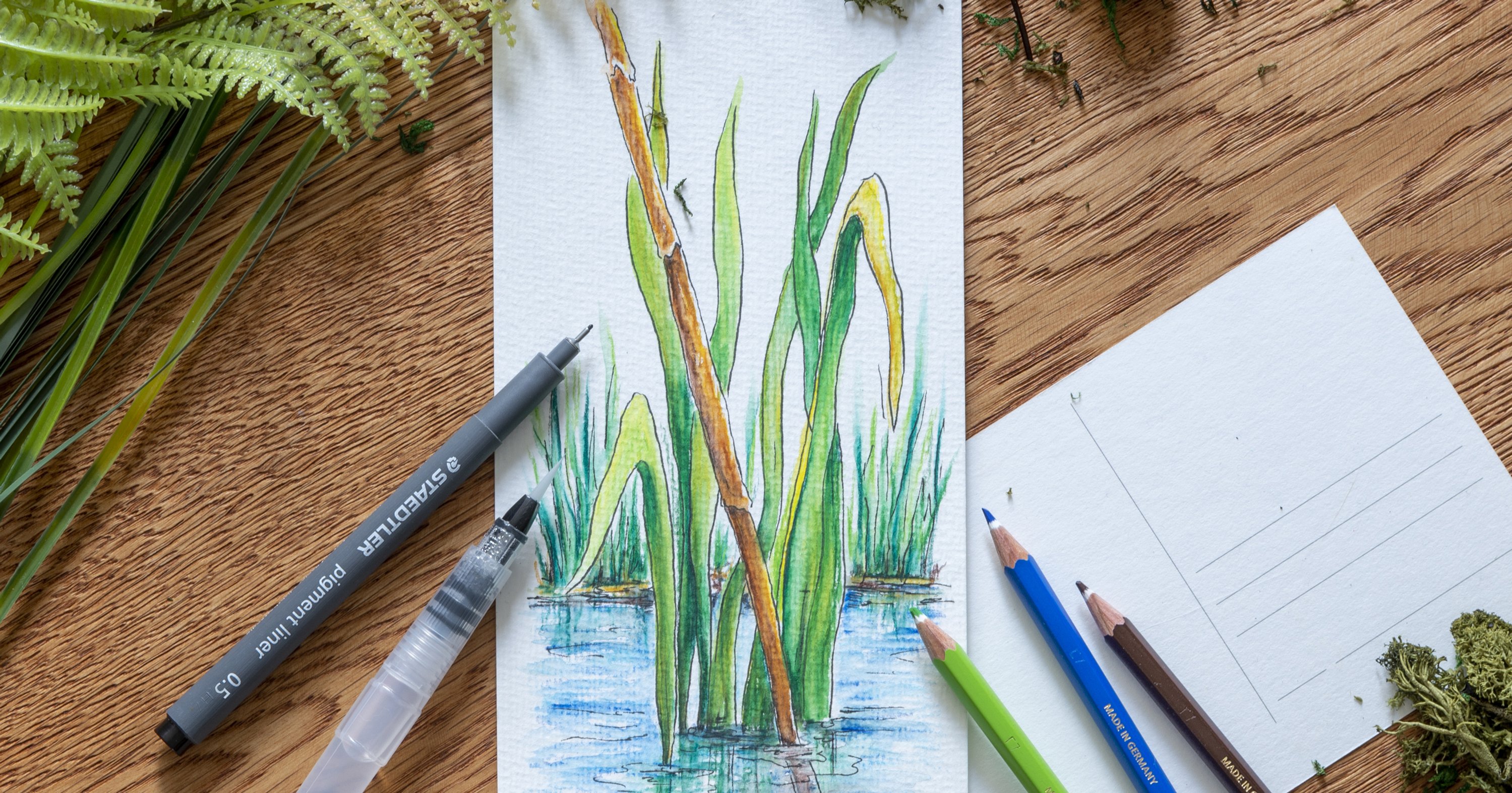 Postcard with watercolour reed | STAEDTLER